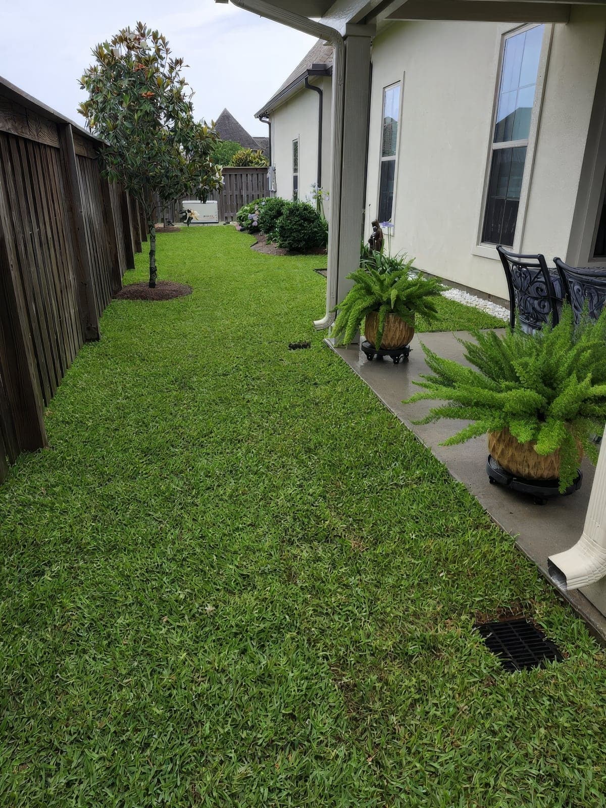 A neatly manicured side yard lawn with lush green grass, a young tree, and a tidy patio area with potted ferns beside a house