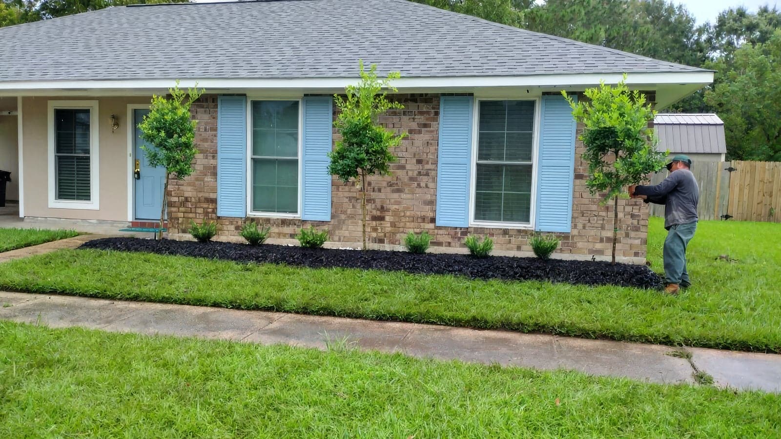 A crew member trimming a newly planted ornamental tree in a mulched bed
