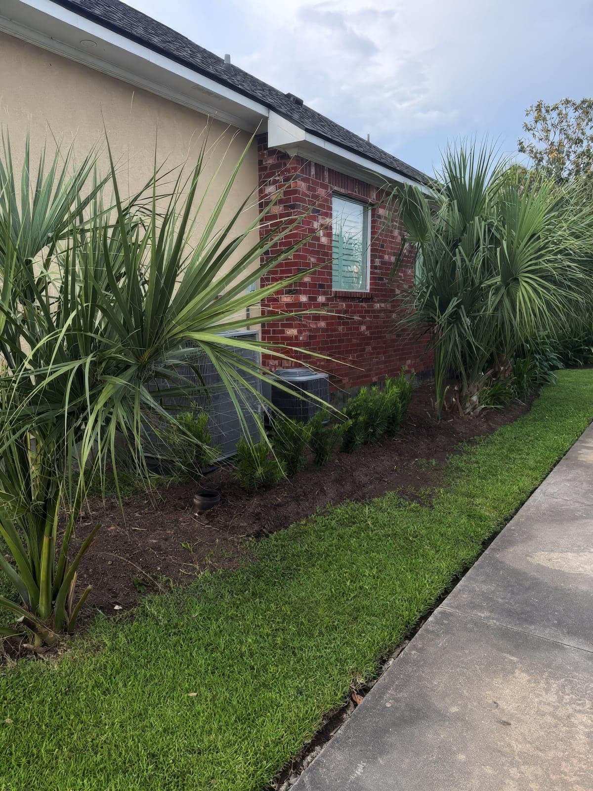 Freshly landscaped garden bed along the side of a house featuring newly planted shrubs, yucca plants, mulch, and a clean lawn edge next to a sidewalk