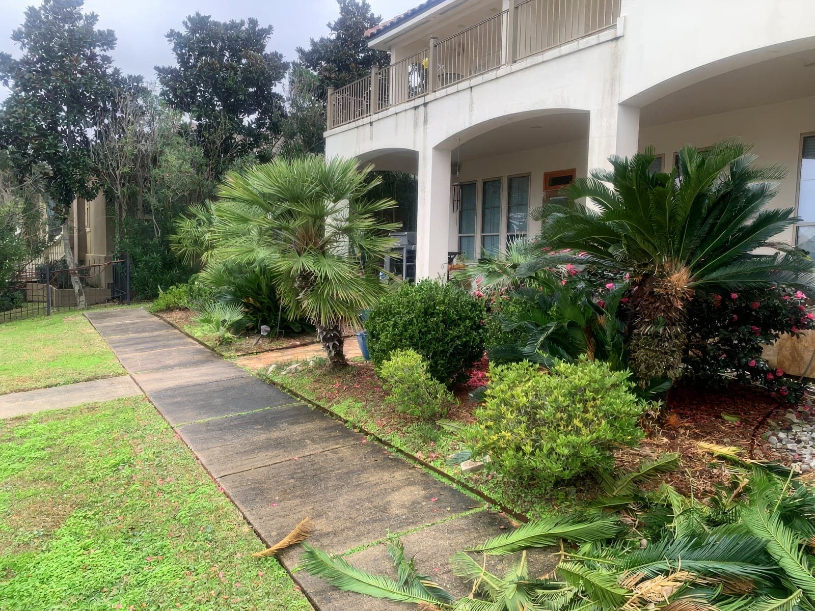 Landscaped front entrance of a stucco home with palm trees, sago palms, flowering shrubs, and a manicured walkway