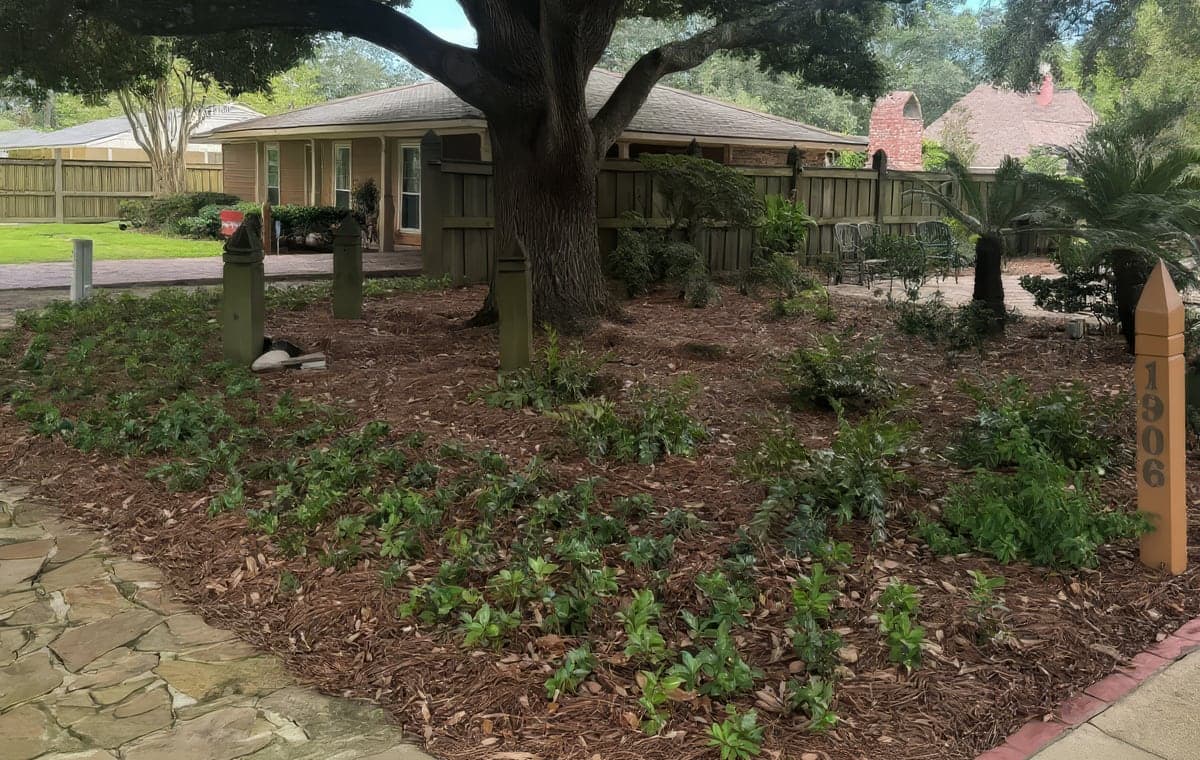 A freshly mulched garden bed with newly planted shrubs and groundcover beneath a large oak tree in a residential front yard
