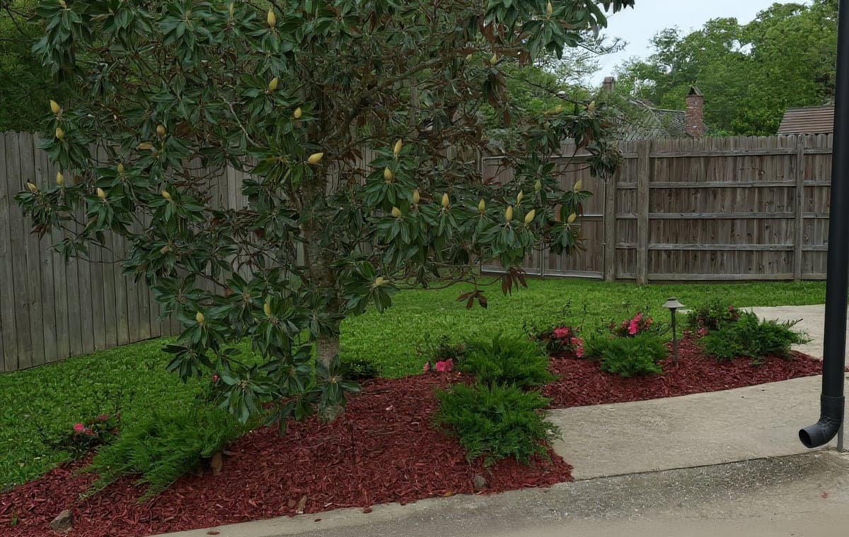A freshly landscaped garden bed with red mulch surrounds a budding magnolia tree, with low evergreen shrubs, pink azaleas, and a path light beside a concrete driveway and wooden privacy fence