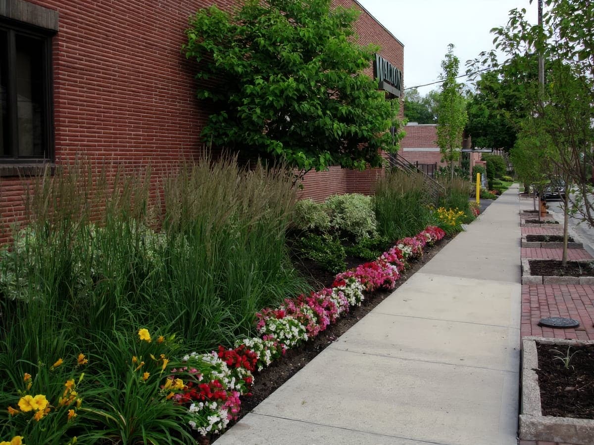 A planting bed of ornamental grasses and flowers along a brick commercial building