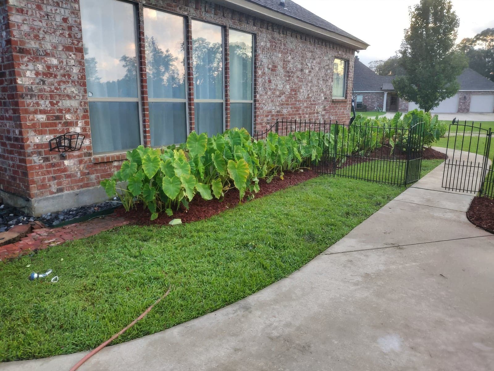 Freshly mulched landscape bed with lush elephant ear plants along the front of a brick home, bordered by a neatly cut green lawn, a black decorative garden fence with gate, and a curved concrete walkway