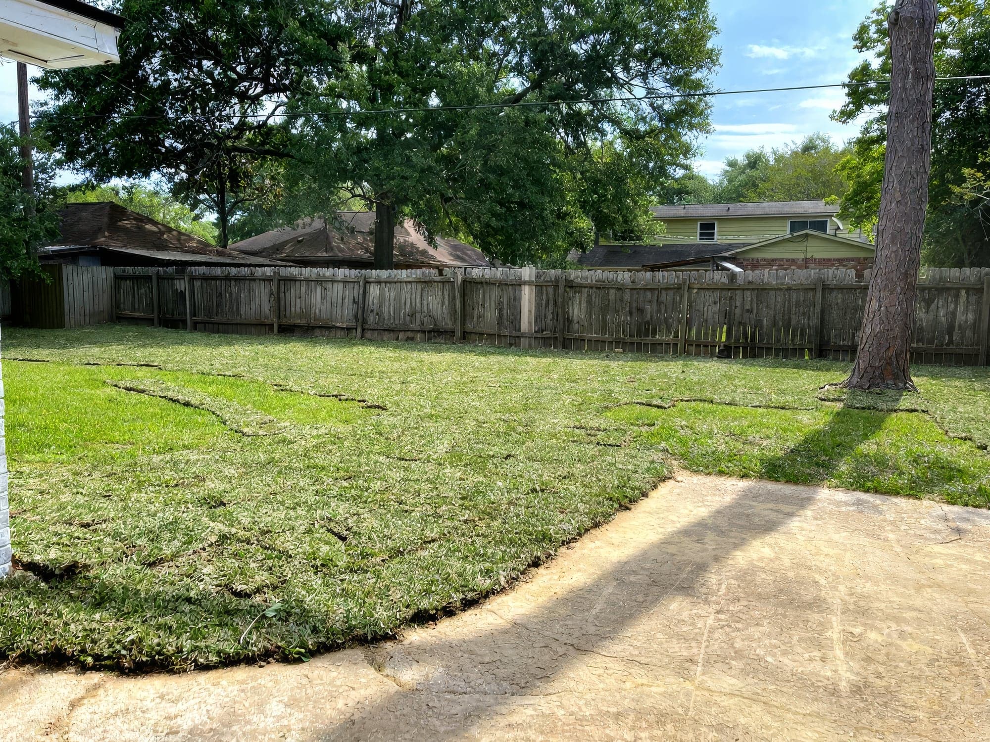 Freshly laid St. Augustine sod with visible seams in a fenced backyard