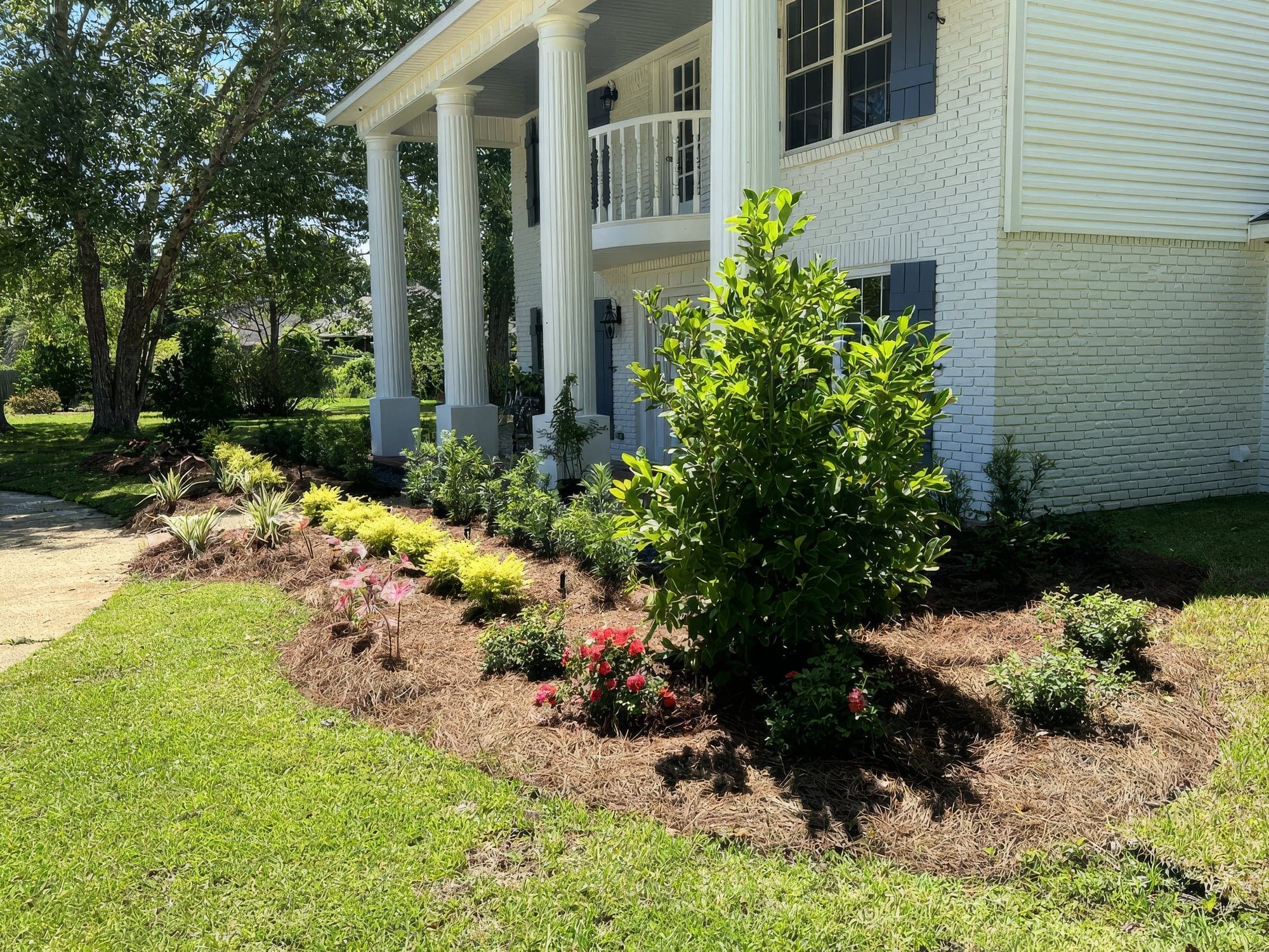 Freshly landscaped front bed with pine straw mulch, yellow and variegated shrubs, red roses, pink caladiums, and a young magnolia in front of a white two-story home with tall columns