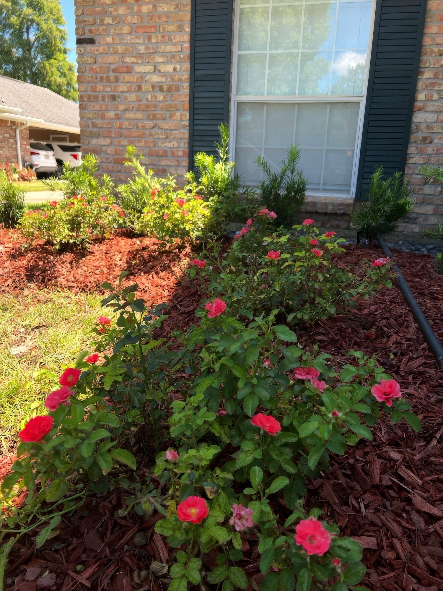 Freshly landscaped front bed with blooming pink and coral knockout roses and young evergreen shrubs set in red mulch against a brick home with dark green shutters