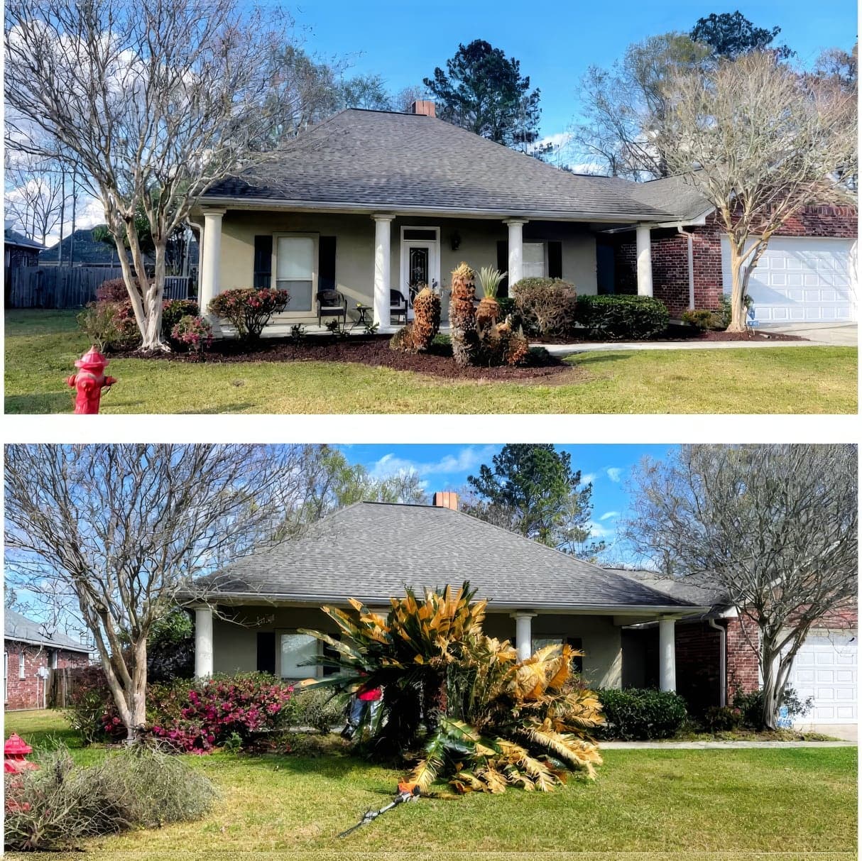 Side-by-side before and after of a brick and stucco home's front landscaping, showing overgrown, dead-looking sago palms and shrubs at the top and the palms being cut down and trimmed at the bottom, with fresh mulch beds
