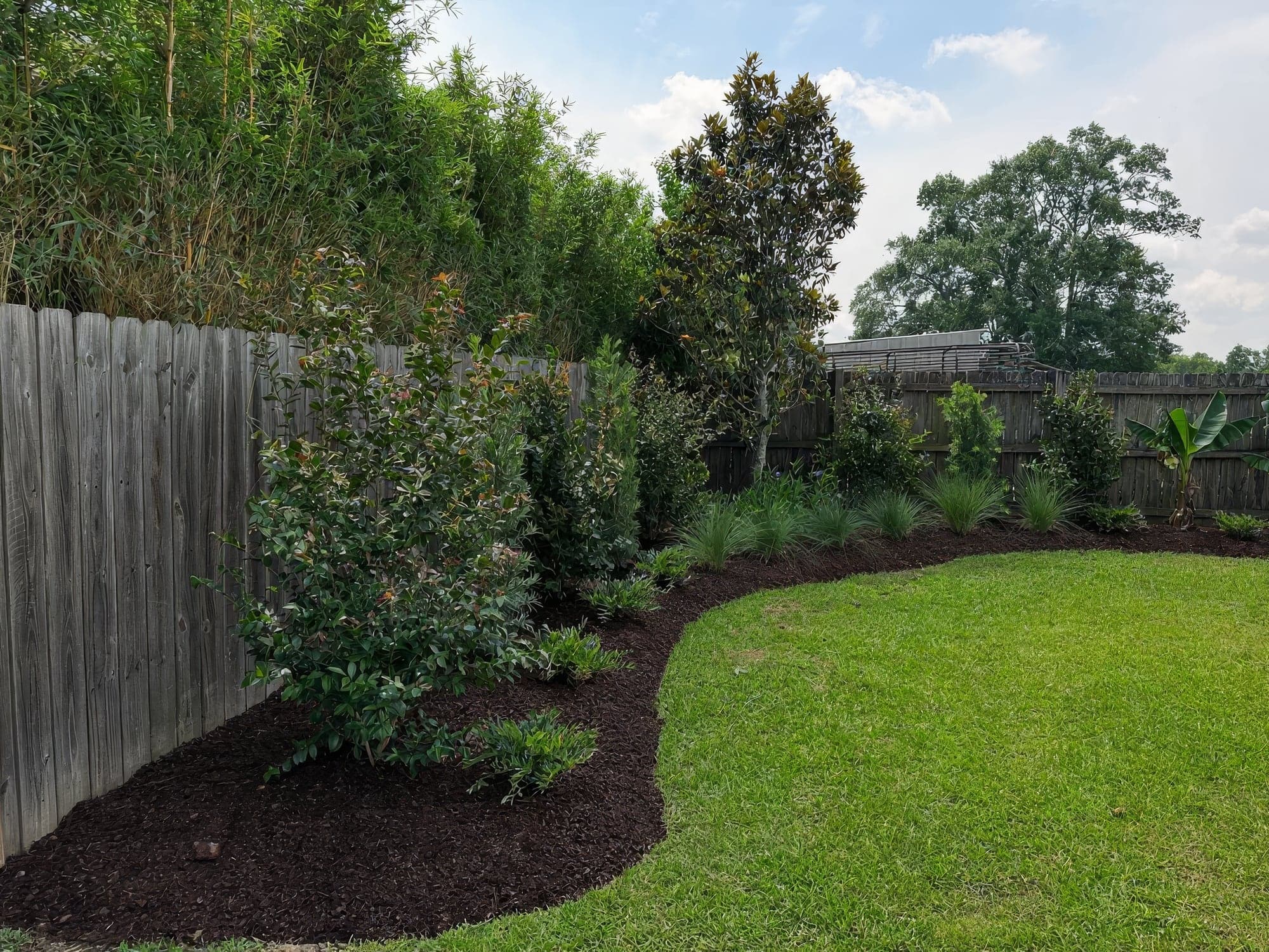 A freshly installed landscape bed with dark mulch along a wooden privacy fence, featuring a young magnolia tree, evergreen shrubs, ornamental grasses, and a banana plant bordering a manicured green lawn