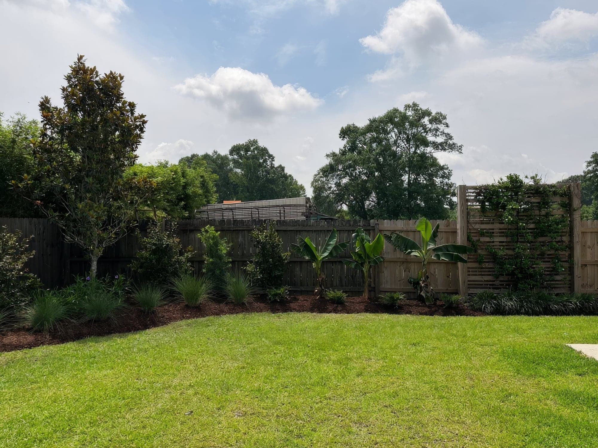 A freshly installed landscape bed with dark mulch, ornamental grasses, young banana plants, a magnolia tree and shrubs along a wooden privacy fence, with a vine-covered trellis screen and a neatly manicured green lawn in