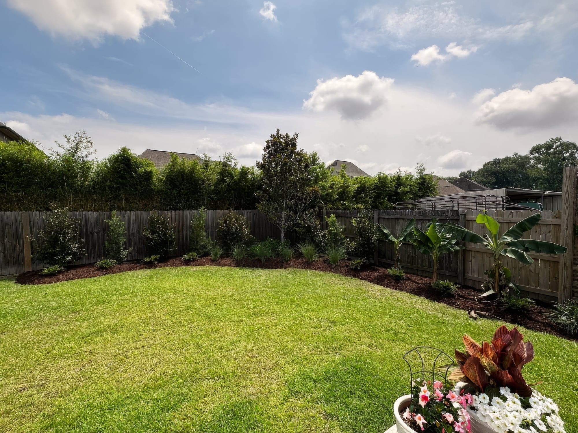 A new landscape bed with a young magnolia, banana plants and ornamental grasses along a fence