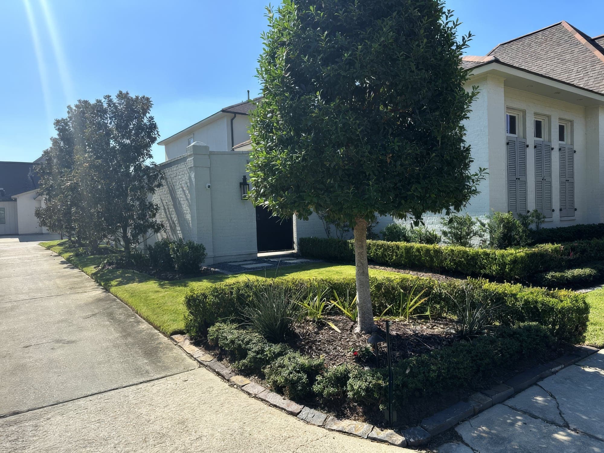 A mulched tree ring with liriope and clipped hedges beside a driveway
