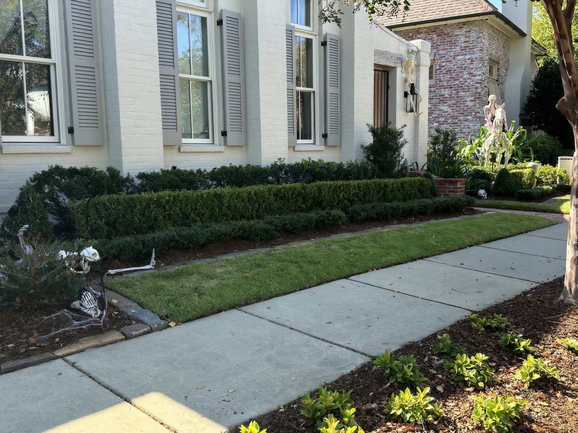 A clipped hedge bed with fresh pine straw along a white home