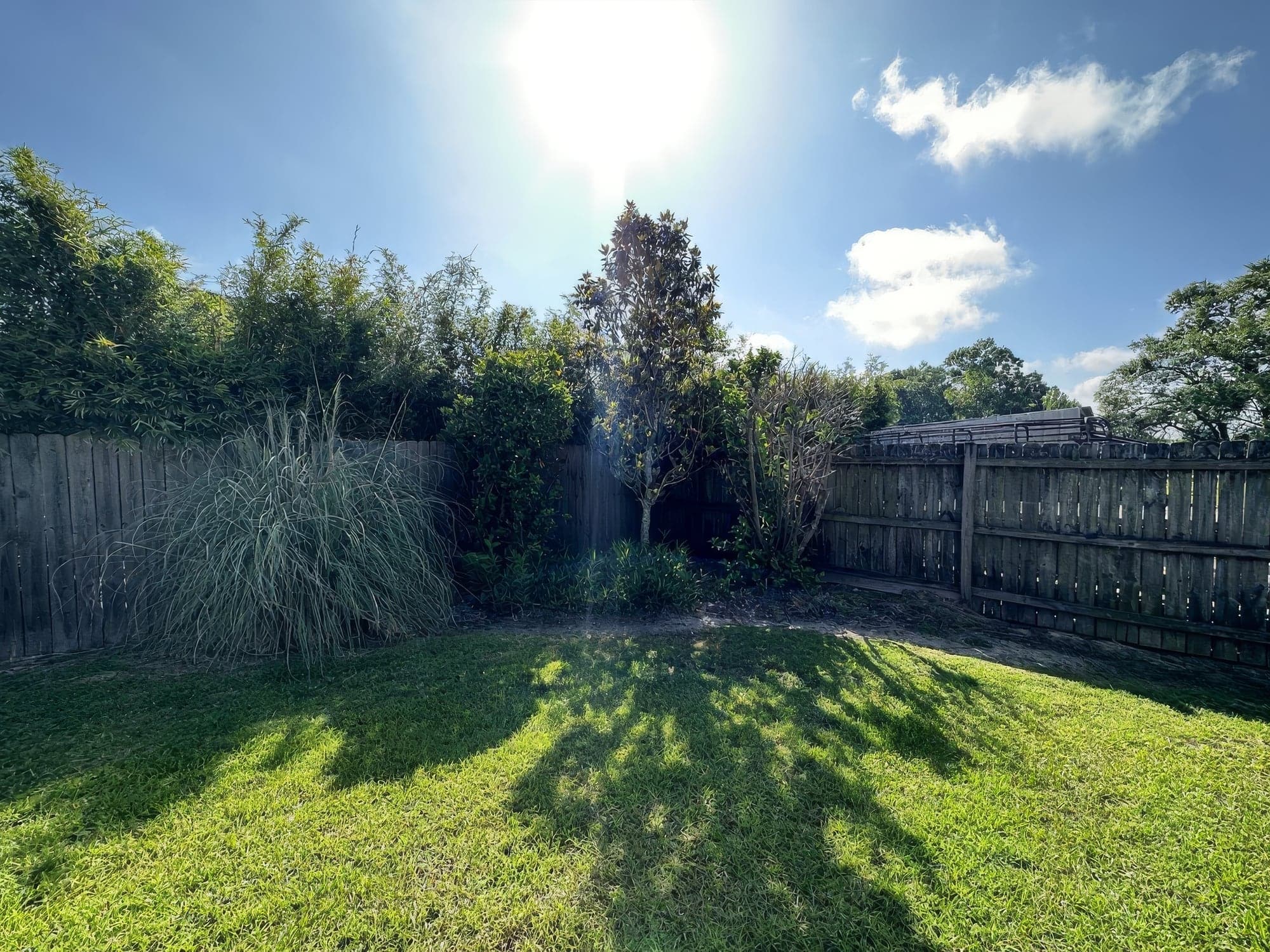 A sunny backyard lawn along a wooden fence