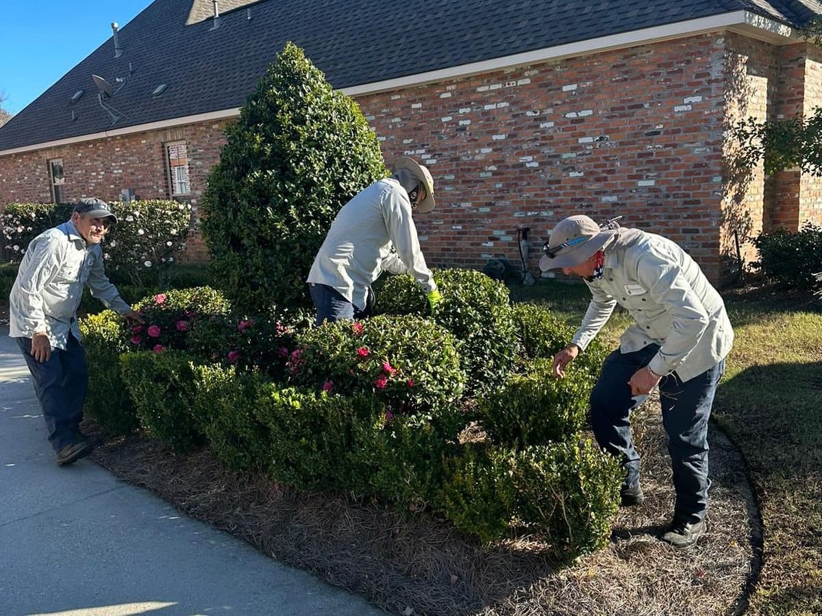 Hernandez Lawnscape crew members tending shrubs and camellias
