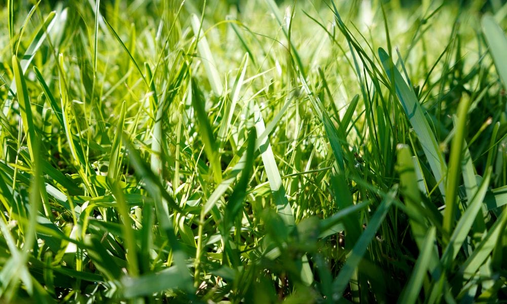 The Best Types of Grass for Yards in Baton Rouge