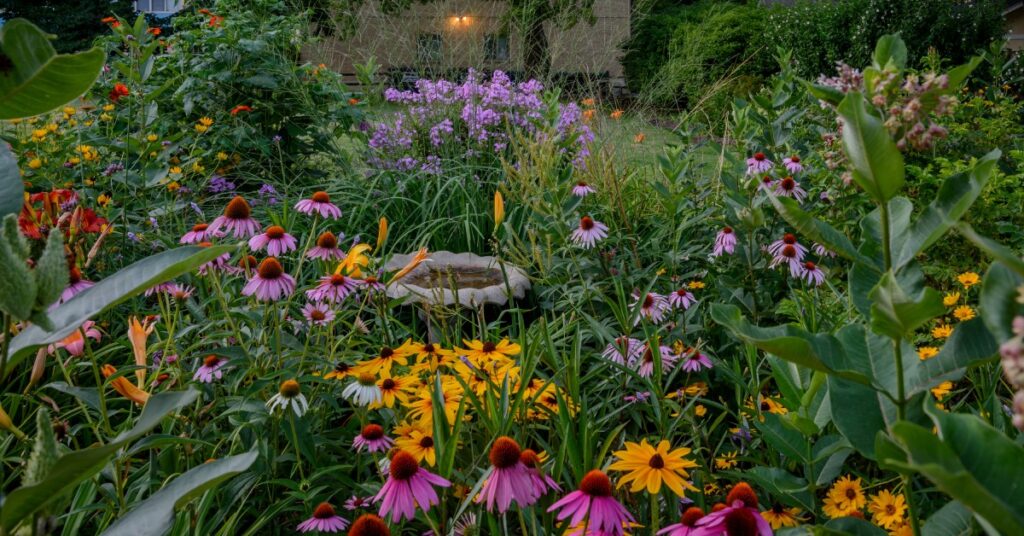 A dense garden of various coneflowers in pink, yellow, and white, along with other native plants surrounding a small birdbath.